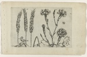 "我的"(Tarwe en tuinanjer)
认识莉莉娅（系列名称） 作者 Crispijn van de Passe (I)（归属于）