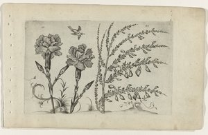Tuinanjer en brem
Cognoscite lilia（系列名称） 作者 Crispijn van de Passe (I)（归属于）