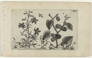 野生三角梅和黑桑
百合花（系列名称）