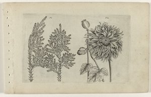 刺桐和沉睡的地球仪
百合花（系列名称） 作者 Crispijn van de Passe (I)（归属于）