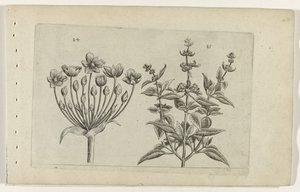 天鹅花和小花鼠尾草
百合花（系列名称） 作者 Crispijn van de Passe (I)（归属于）