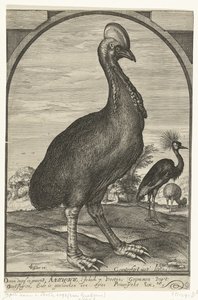 Casuary, 由 Willem Jacobsz.从东印度群岛带来并赠送给莫里斯亲王，1614 年 作者 Crispijn van den Queborn（归属于）