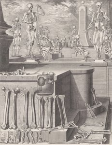 未出版的《解剖图集》图版，图版约为1680-9。1680-9..., Plate ca.1680-94，1740年印刷。 作者 克里斯索斯托莫·马丁内斯