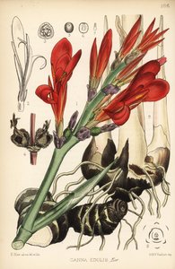 印度射击、achira 或 meeru、Canna indica (Canna edulis)。 汉哈特 (Hanhart) 手绘版画，根据大卫·布莱尔 (David Blair) 绘制的植物插图，来自伦敦罗伯特·本特利 (Robert Bentley) 和亨利·特里门 (Henry Trimen) 的药用植物 作者 布莱尔