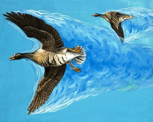 鸟类飞行造成的湍流 作者 D. 马凯勒。