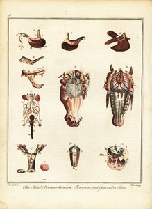 马的解剖。 1792（刻）