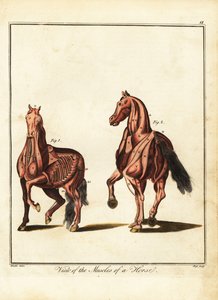 马的肌肉组织。 1792（刻）