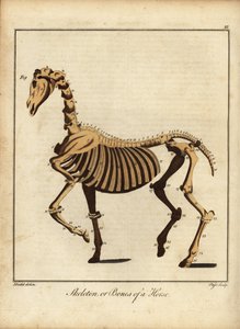 马的骨架或骨骼1792 年（雕刻）
