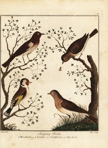 鸣禽：林雀、红雀、金翅雀、云雀。 1792（刻）