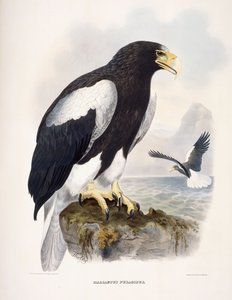 哈拉耶图斯（Haliaetus Pelagicus） 作者 丹尼尔·吉拉德·艾略特