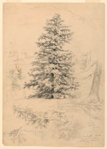 素描，铁杉研究，新罕布什尔州北康威，1855 年 8 月 6 日 作者 丹尼尔·亨廷顿