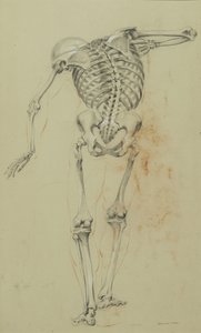 骨架研究，c.1848（纸板上安装的棕褐色纸上的粉笔和蜡笔） 作者 丹尼尔·亨廷顿