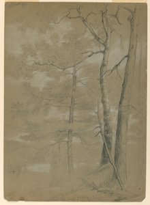 白湖铁杉和山毛榉研究 作者 丹尼尔·亨廷顿