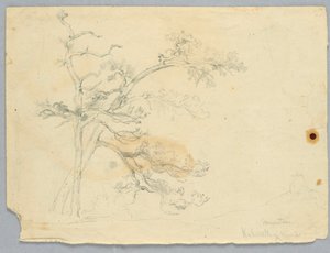 卡茨基尔山两棵松树的研究 作者 丹尼尔·亨廷顿