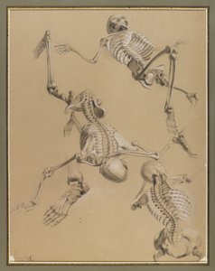 研究骨架，1848年（粉笔在纸上）