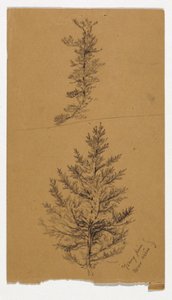 年轻的松树 作者 丹尼尔·亨廷顿