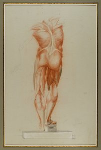 Écorché（肌肉组织图研究），c.1848（纸上粉笔和石墨） 作者 丹尼尔·亨廷顿