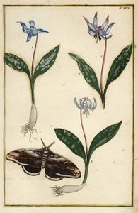 狗牙紫罗兰或狗牙紫罗兰、Erythronium dens-canis 和蛾