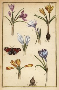 春天的红花，Crocus vernus，和欧洲孔雀蝴蝶，Aglais io