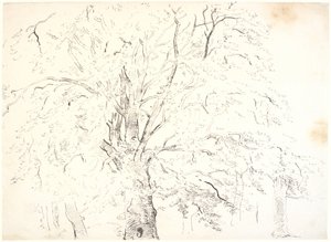 树冠研究 作者 丹克瓦特·德雷尔