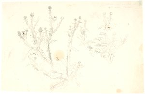 对蓟马的研究 作者 丹克瓦特·德雷尔
