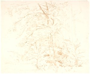木材研究 作者 丹克瓦特·德雷尔