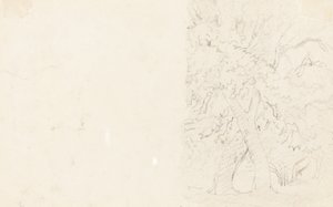 树木[背面] 作者 大卫·考克斯
