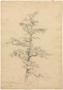 松树，康威，新罕布什尔州直肠，景观和树木研究，c。 1851年。