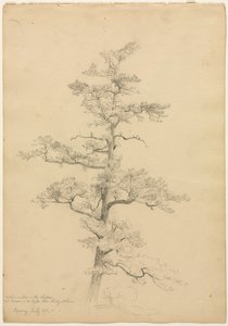 松树，康威，新罕布什尔州直肠，c。 1851年。