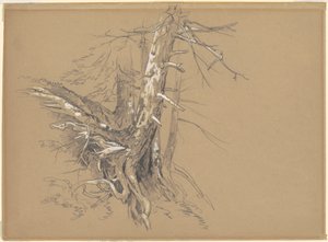 树干 作者 戴维·约翰逊