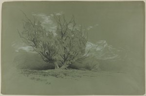 柳树 作者 戴维·约翰逊