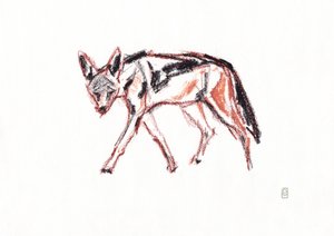 非洲黑背豺，2019 年（纸上蜡笔画）