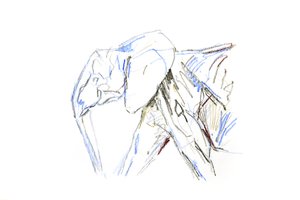 非洲象，2021 年（蜡笔在纸上） 作者 大卫·迈耶