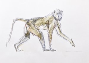 狒狒，2020 年（纸上水彩和蜡笔） 作者 大卫·迈耶