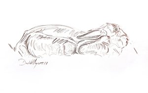 褐兔卧，2012 年（纸上等比例粉刷画） 作者 大卫·迈耶