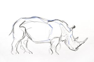 白犀牛》，2021 年（纸上蜡笔和水彩画） 作者 大卫·迈耶