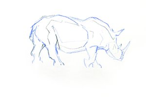 白犀牛》，2020 年（纸上铅笔） 作者 大卫·迈耶