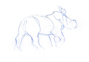 白犀牛小牛，2020 年（纸上蜡笔画） 作者 大卫·迈耶