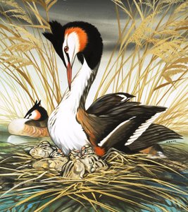 大冠鸊鷉，插图选自《曾几何时》（纸上水粉画）