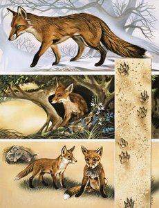 狐狸 作者 大卫·普拉特