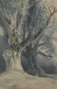 诺斯维克公园的树木 作者 大卫·罗伯茨