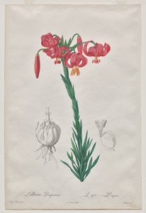 Lillium Pomponium（头巾百合），《Les Liliacées》第 7 版 作者 在皮埃尔·约瑟夫·雷杜特之后