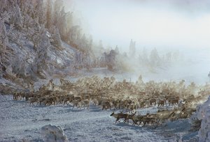 驯鹿、麋鹿、驯鹿或类似的动物群在白雪覆盖的冬季景观中，N...