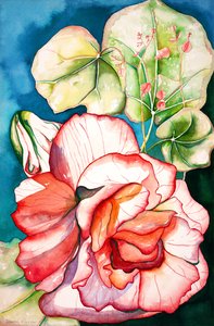 海棠；2006 年（水彩画） 作者 黛博拉·伊芙·阿拉斯特拉