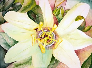 西番莲，2007 年（水彩画） 作者 黛博拉·伊芙·阿拉斯特拉