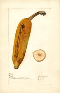 香蕉（Musa: Ingles）（水彩画）
