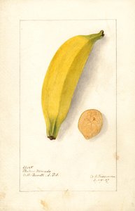 香蕉（麝香草：紫香蕉）（水彩画）