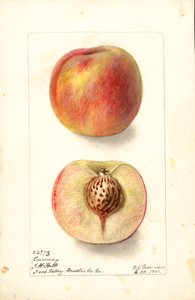 桃子（Prunus persica: Carmen）（水彩画）