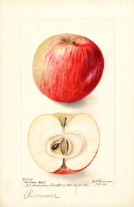 里默苹果（Malus domestica）（水彩画）
