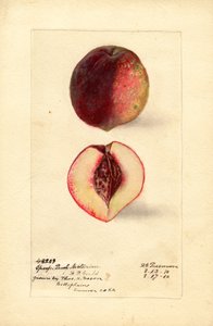 运动桃油桃（Prunus persica）（水彩画）